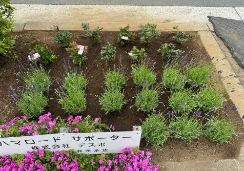 ハマロードサポーターの活動（花壇の花植え）